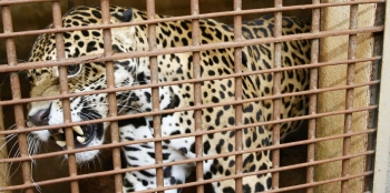 Zoológico de Cascavel completa 40 anos e recebe novos moradores